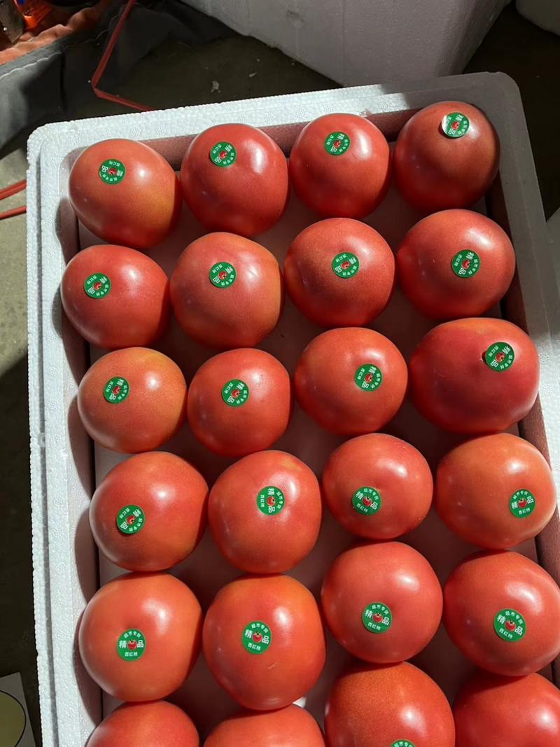 硬粉西红柿连云港西红柿弧三以上大量供应可视频看货
