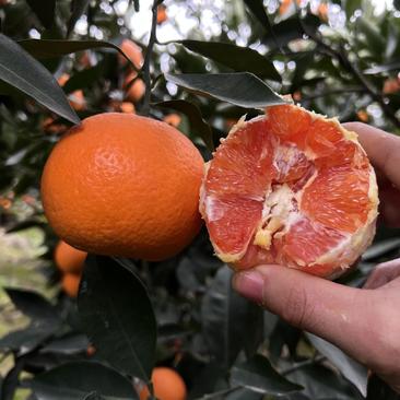 中华红橙湖北秭归橙子产地直发一手货源全国发货