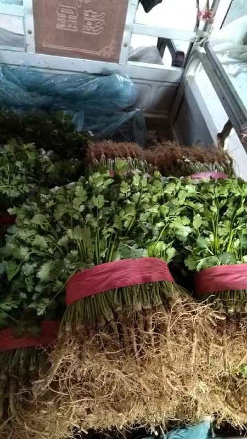 精品鲜香菜以大量上市需要的联系