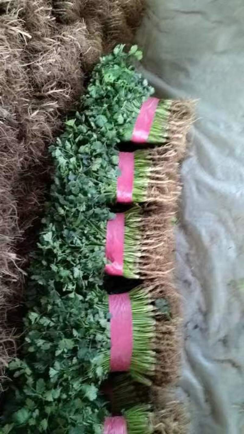精品鲜香菜以大量上市需要的联系