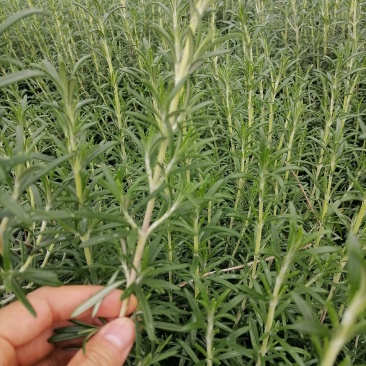 新鲜迷迭香大量供应。每天供应3~5吨。支持一键代发。
