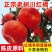 万州红桔,红桔,一手货源.万亩果园,对接全国市场