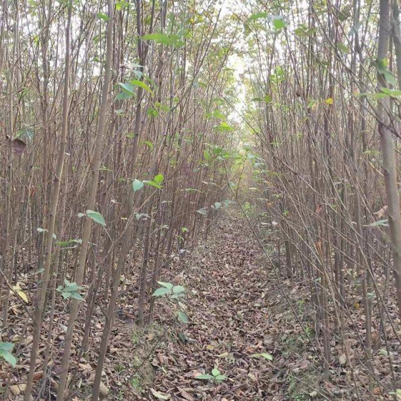 榉树苗长沙浏阳种植园现挖现发基地直发欢迎采购