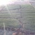 榉树苗长沙浏阳种植园现挖现发基地直发欢迎采购
