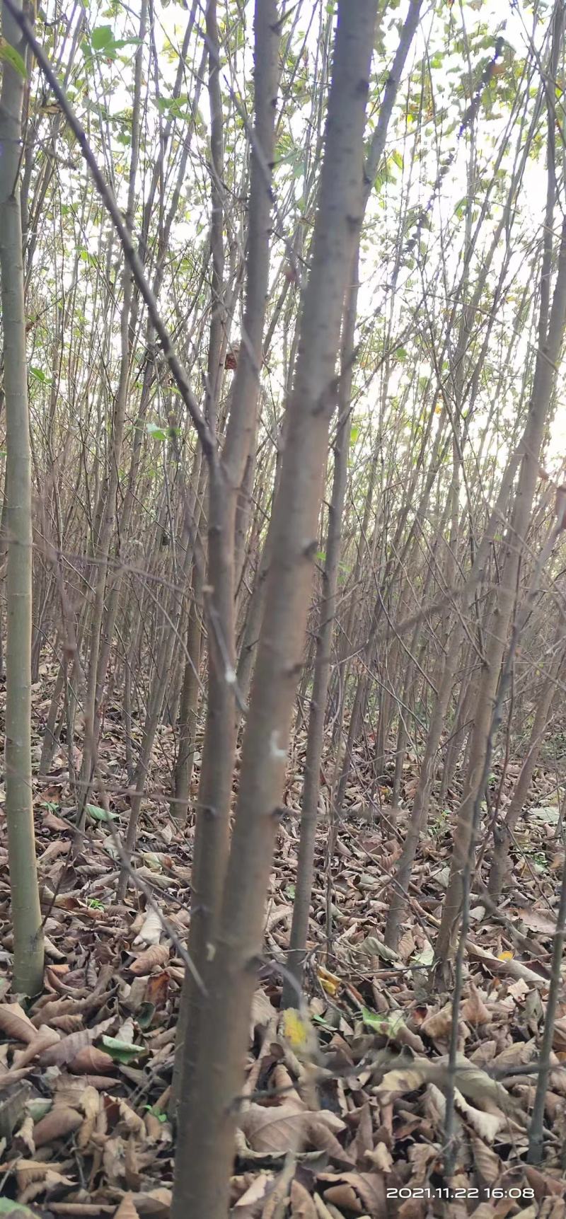 榉树苗长沙浏阳种植园现挖现发基地直发欢迎采购
