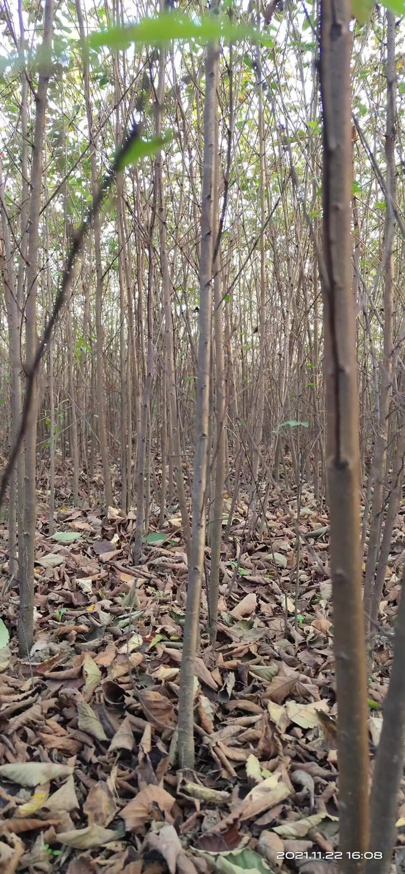 榉树苗长沙浏阳种植园现挖现发基地直发欢迎采购