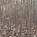 榉树苗长沙浏阳种植园现挖现发基地直发欢迎采购