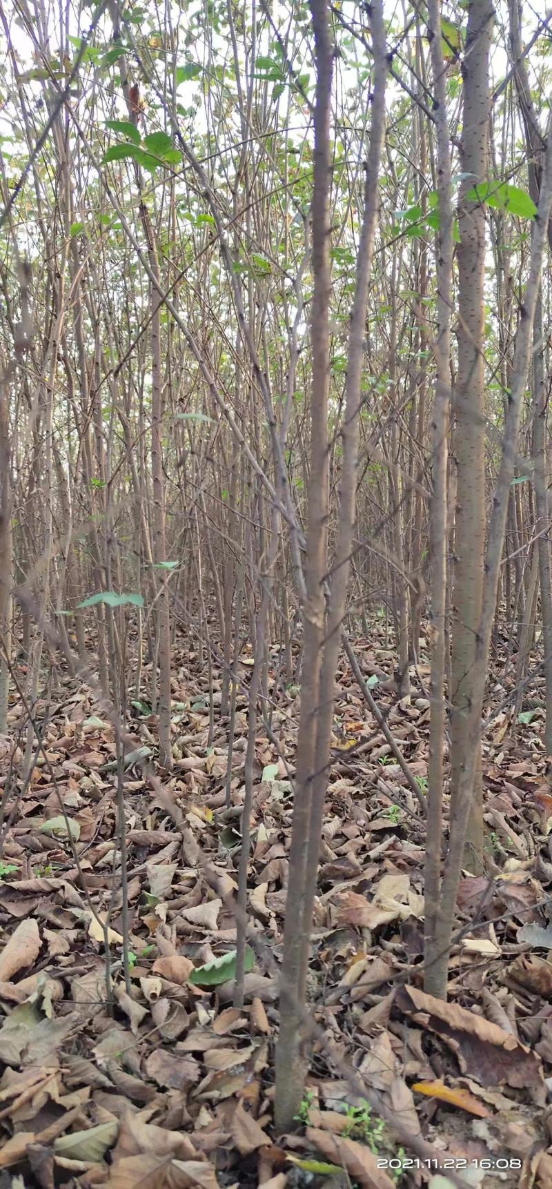 榉树苗长沙浏阳种植园现挖现发基地直发欢迎采购