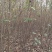 榉树苗长沙浏阳种植园现挖现发基地直发欢迎采购