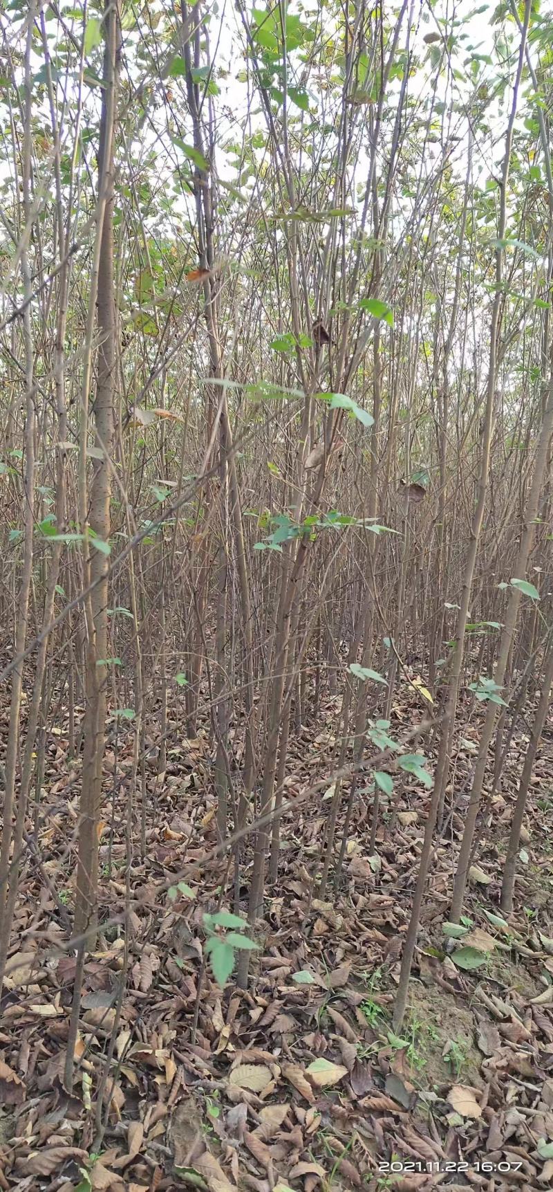 榉树苗长沙浏阳种植园现挖现发基地直发欢迎采购