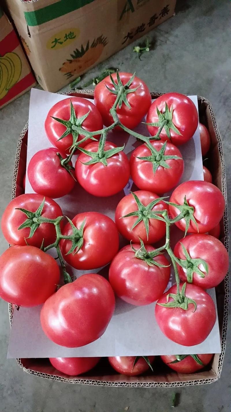 【西红柿】江苏硬粉西红柿弧三以上沙瓤自然成熟全国发货