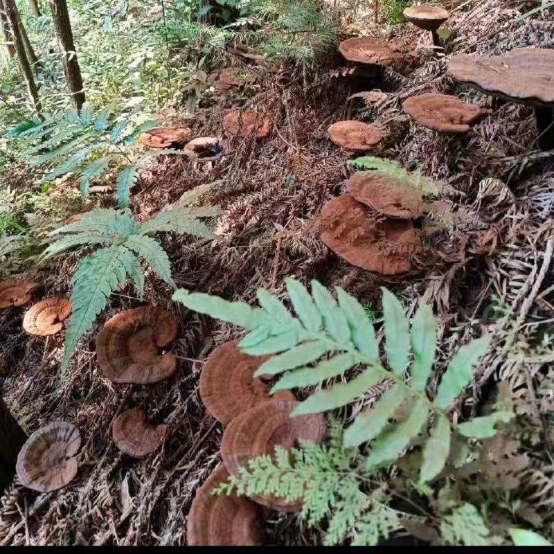 桂林深山老林紫灵芝菌种生熟均有一手货源产地直发欢迎电联