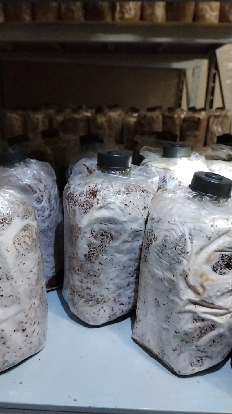 桂林深山老林紫灵芝菌种生熟均有一手货源产地直发欢迎电联