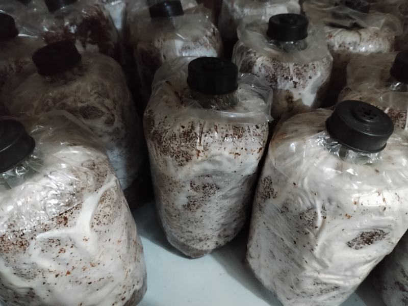 桂林深山老林紫灵芝菌种生熟均有一手货源产地直发欢迎电联