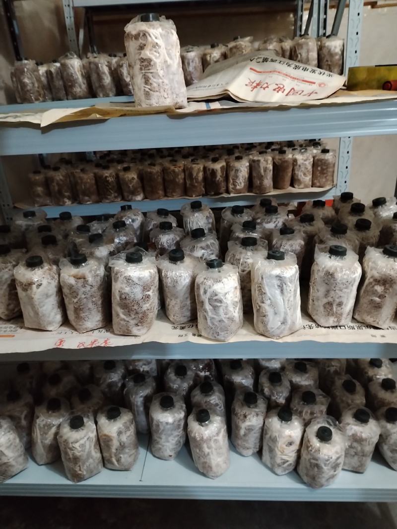 桂林深山老林紫灵芝菌种生熟均有一手货源产地直发欢迎电联