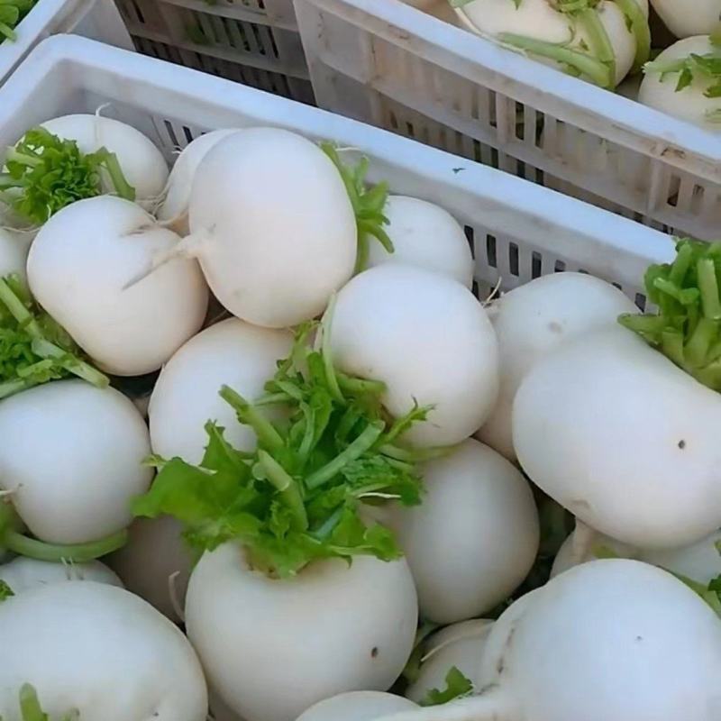 圆萝卜大量上市欢迎选购