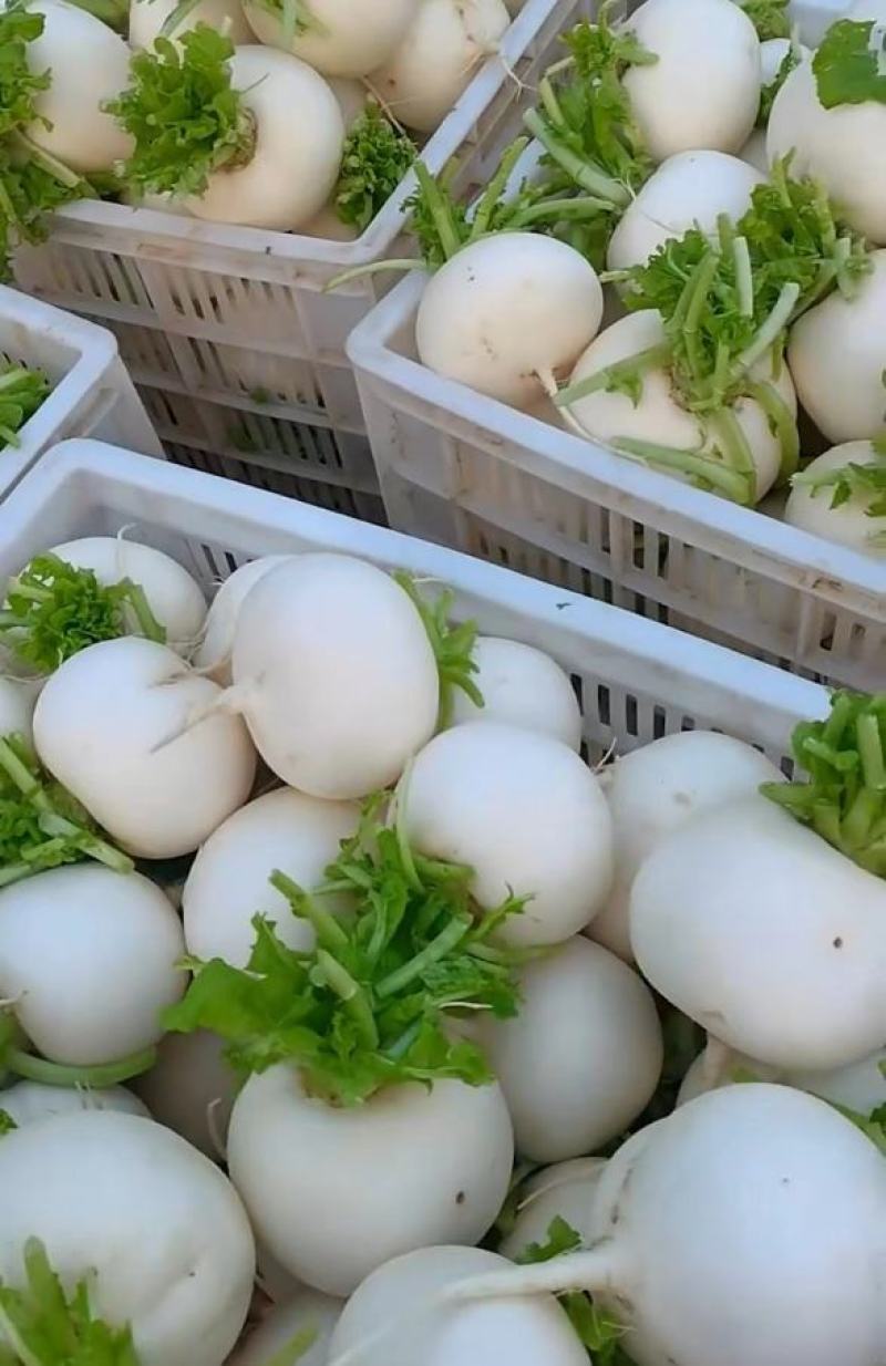 圆萝卜大量上市欢迎选购