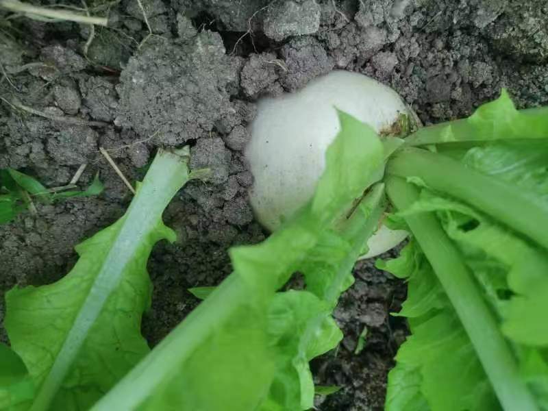 圆萝卜大量上市欢迎选购