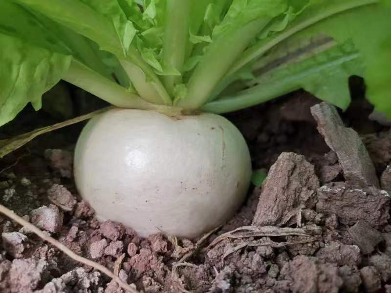 圆萝卜大量上市欢迎选购