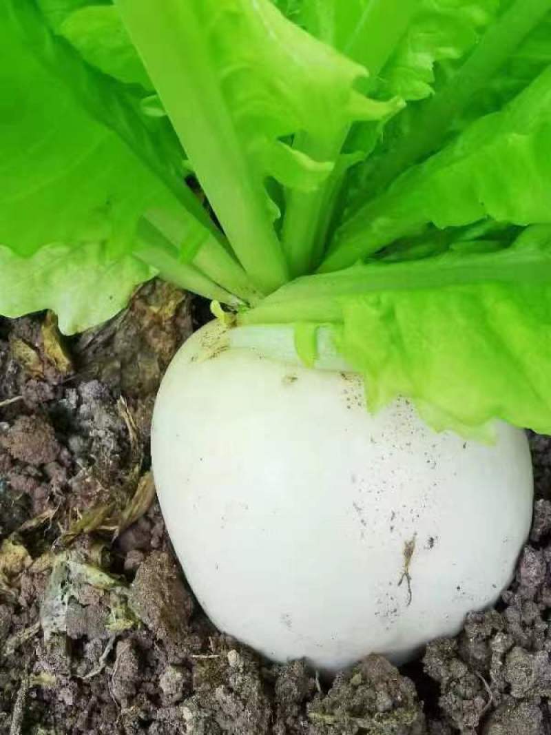 圆萝卜大量上市欢迎选购