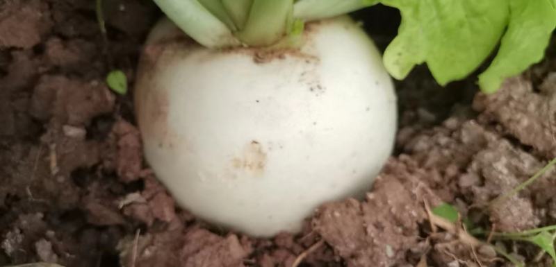 圆萝卜大量上市欢迎选购