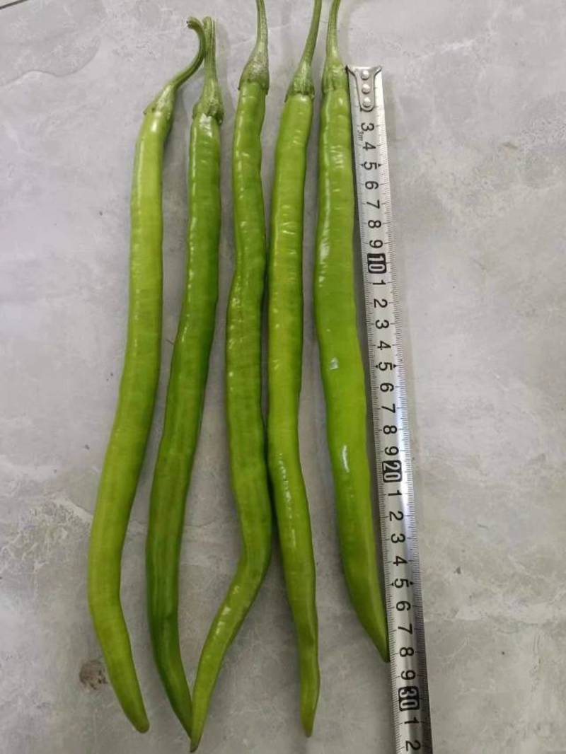 粗长线长丰28号线椒种子适合春秋栽培果长30-40cm