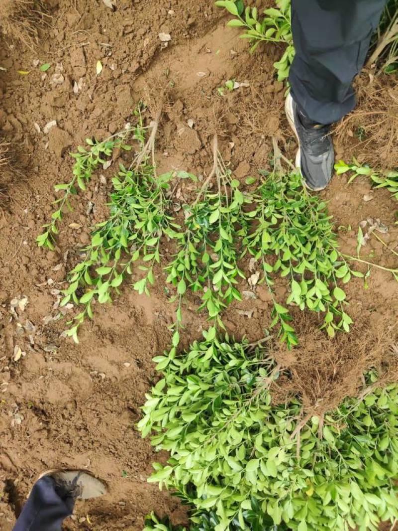 精品大叶黄杨苗大量供货苗圃直供可视频看货欢迎来电