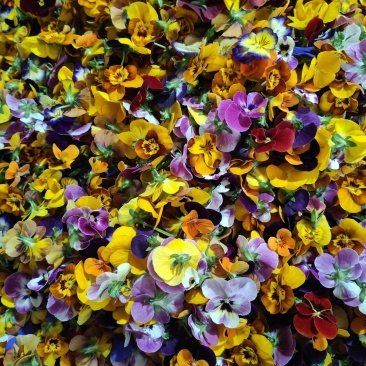 三色堇，鲜花，花朵大量供应，，，，，，，