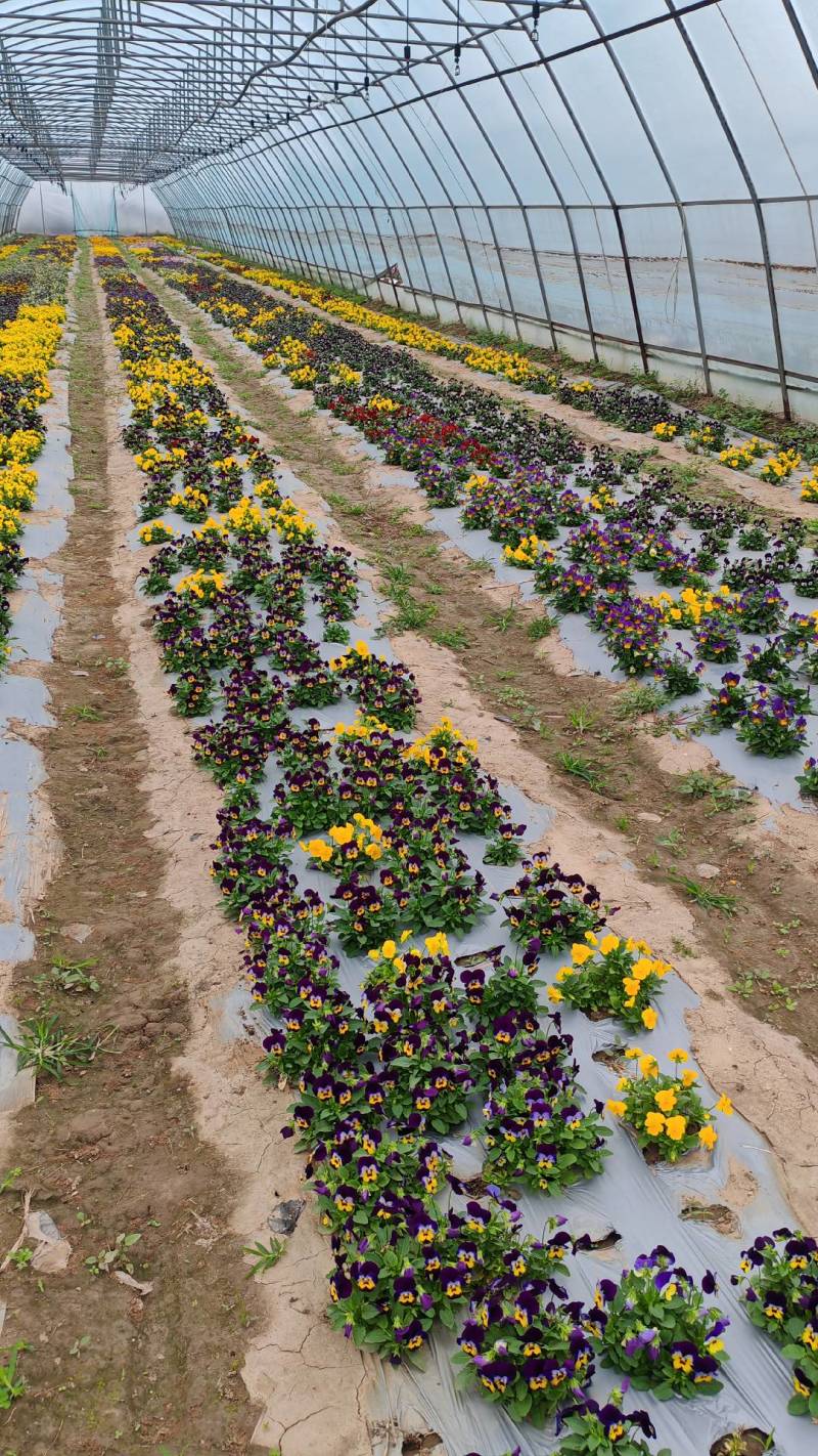 大量供应食用三色堇鲜花，颜色新鲜鲜艳、、、、、、、