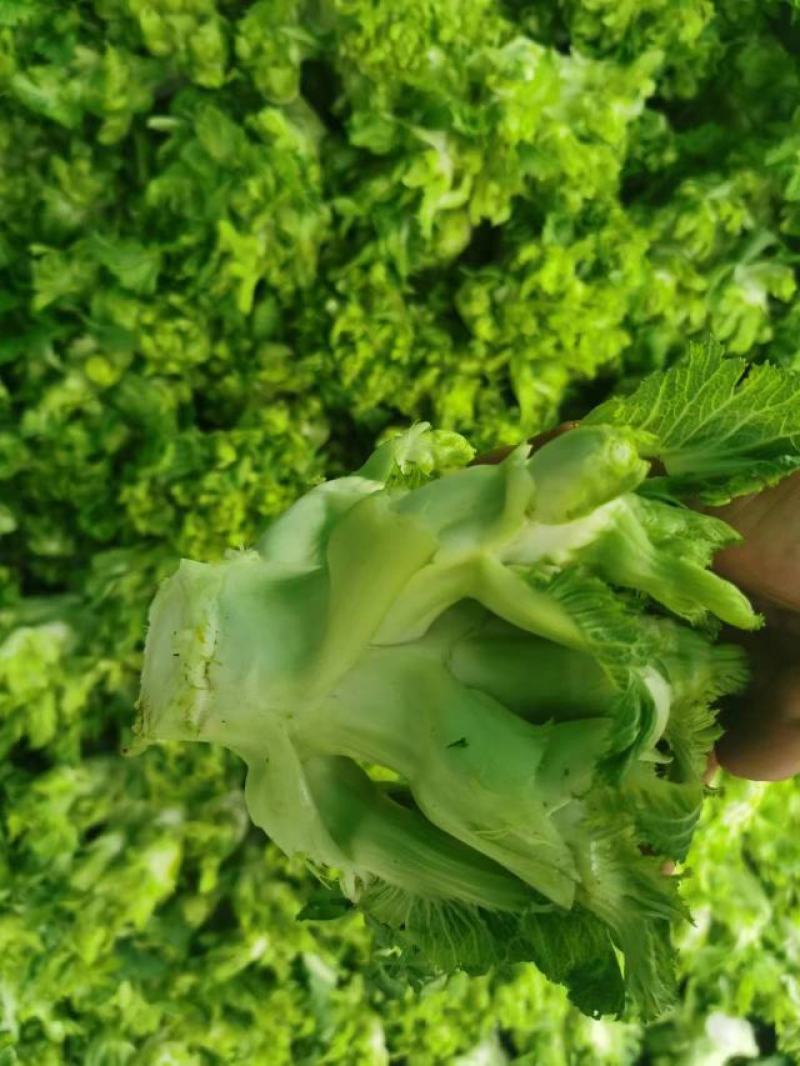 儿菜大量上市欢迎选购