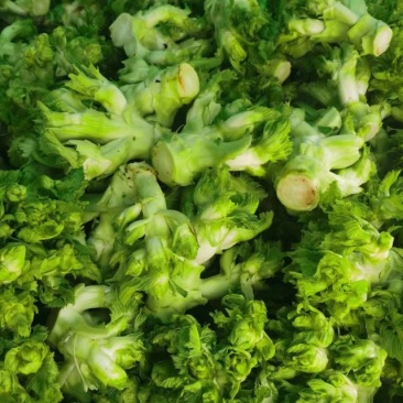 儿菜大量上市欢迎选购