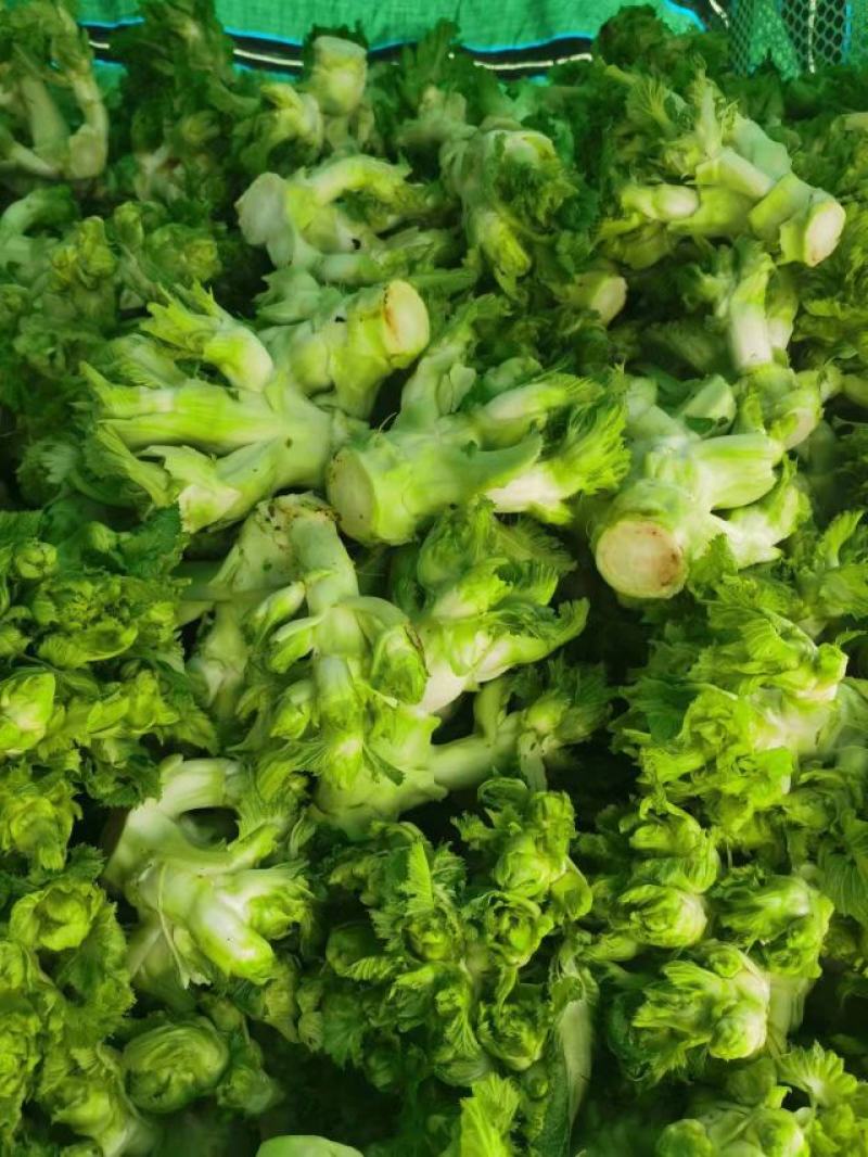儿菜大量上市欢迎选购