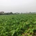 儿菜大量上市欢迎选购
