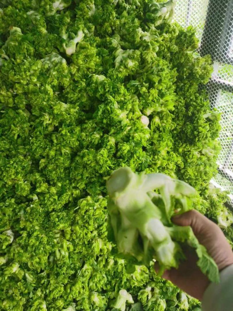 儿菜大量上市欢迎选购