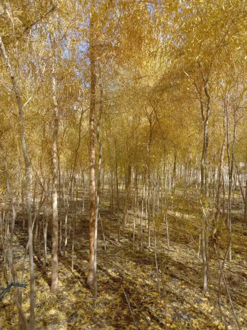 胡杨树苗批发甘肃酒泉地区胡杨林基地，3000亩胡杨胡杨
