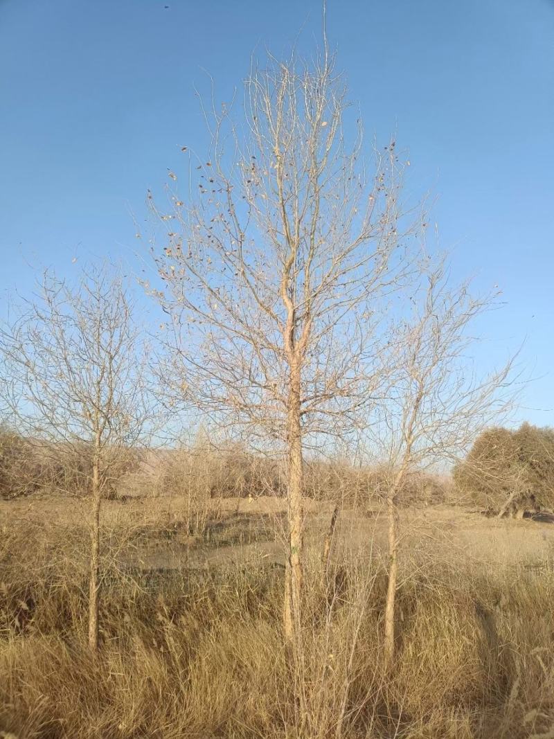 胡杨树苗批发甘肃酒泉地区胡杨林基地，3000亩胡杨胡杨