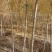 胡杨树苗批发甘肃酒泉地区胡杨林基地，3000亩胡杨胡杨