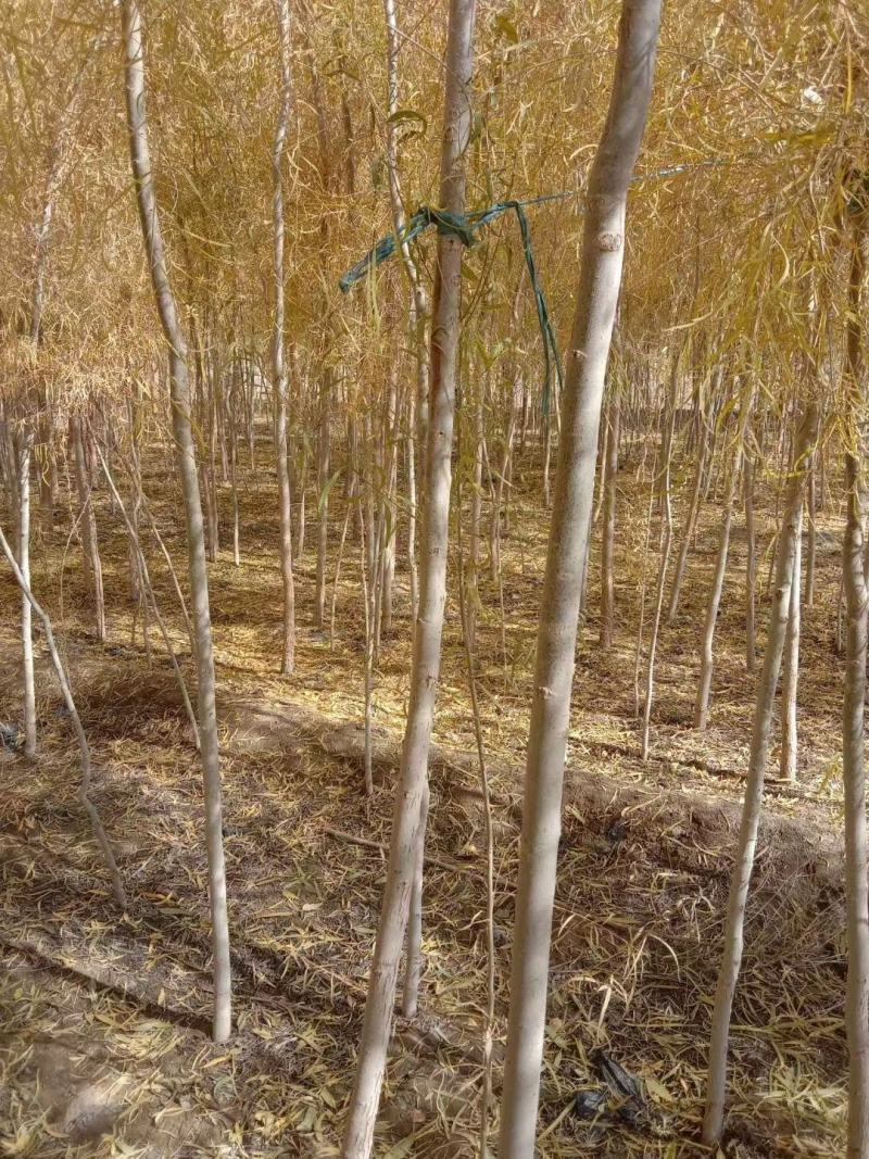 胡杨树苗批发甘肃酒泉地区胡杨林基地，3000亩胡杨胡杨