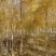 胡杨树苗批发甘肃酒泉地区胡杨林基地，3000亩胡杨胡杨