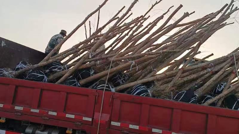 胡杨树苗批发甘肃酒泉地区胡杨林基地，3000亩胡杨胡杨