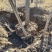 胡杨树苗批发甘肃酒泉地区胡杨林基地，3000亩胡杨胡杨