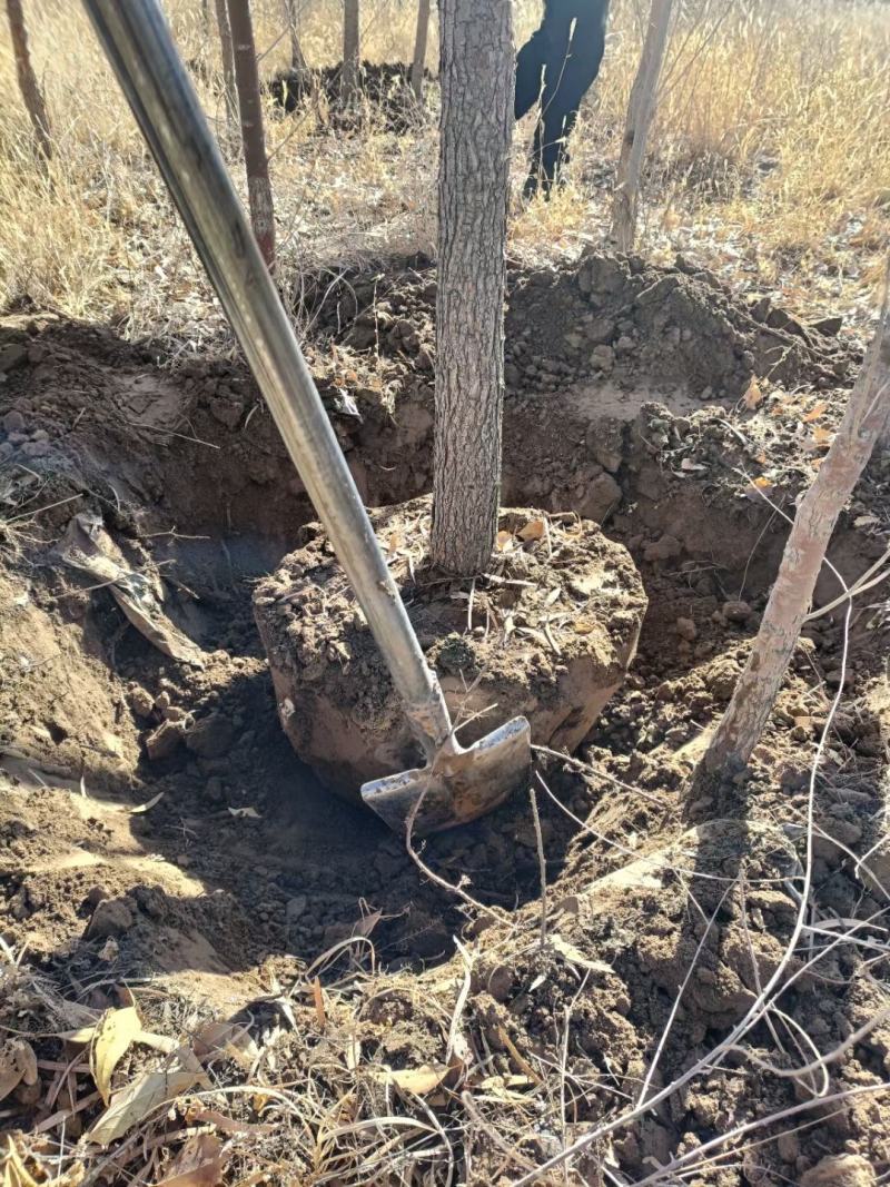 胡杨树苗批发甘肃酒泉地区胡杨林基地，3000亩胡杨胡杨