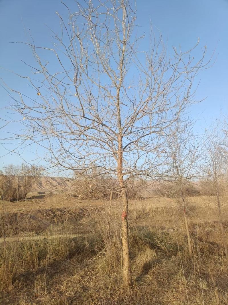 胡杨树苗批发甘肃酒泉地区胡杨林基地，3000亩胡杨胡杨