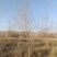 胡杨树苗批发甘肃酒泉地区胡杨林基地，3000亩胡杨胡杨