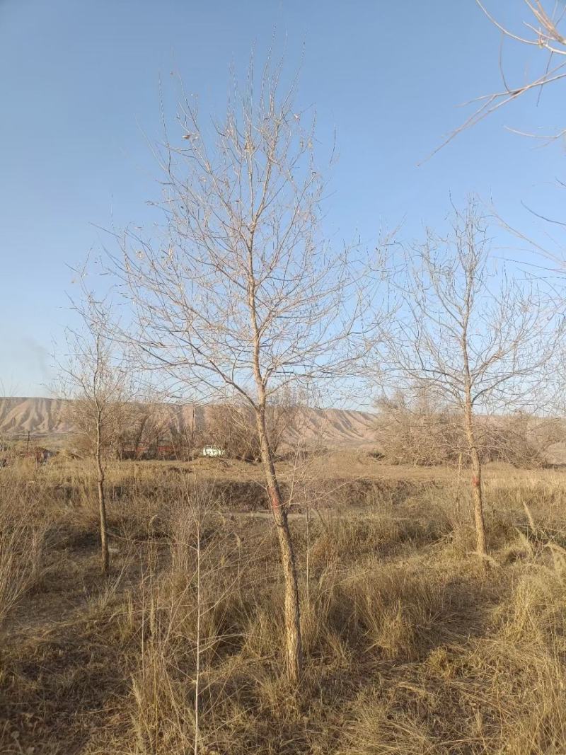胡杨树苗批发甘肃酒泉地区胡杨林基地，3000亩胡杨胡杨