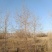 胡杨树苗批发甘肃酒泉地区胡杨林基地，3000亩胡杨胡杨