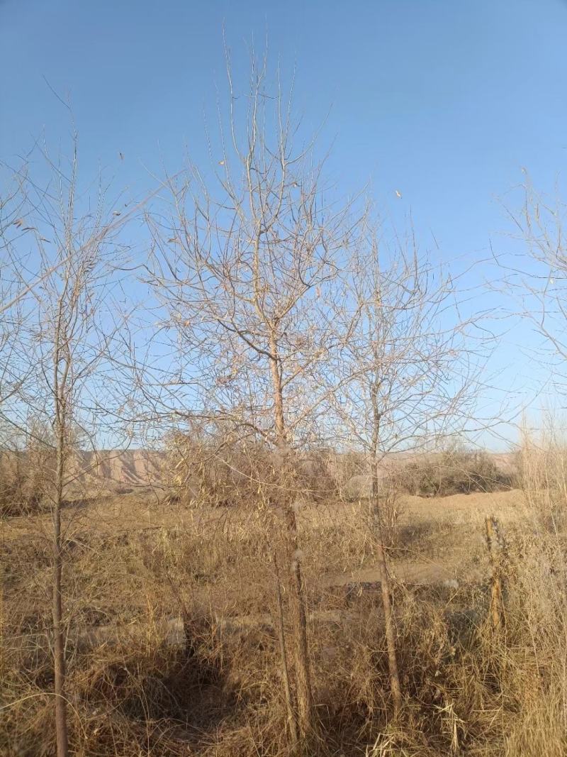 胡杨树苗批发甘肃酒泉地区胡杨林基地，3000亩胡杨胡杨