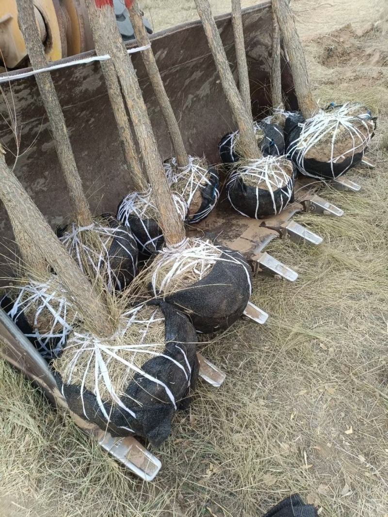 胡杨树苗批发甘肃酒泉地区胡杨林基地，3000亩胡杨胡杨