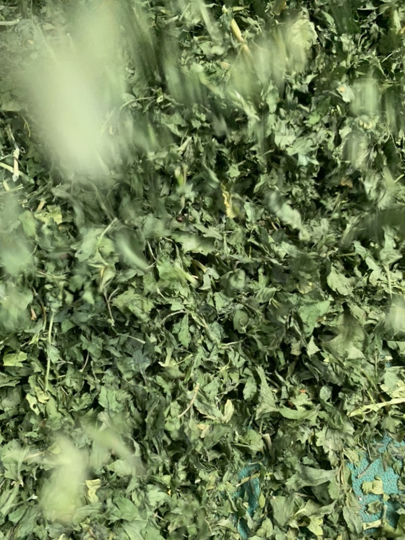 精选脱水欧芹供应