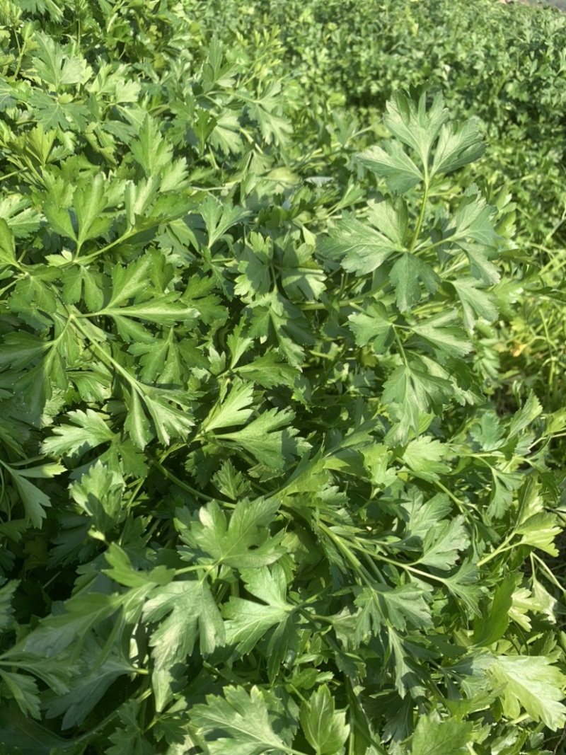 精选脱水欧芹供应